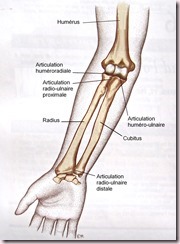 Anatomie de l'avant bras
