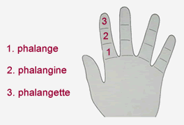 Le nom des différentes phalanges