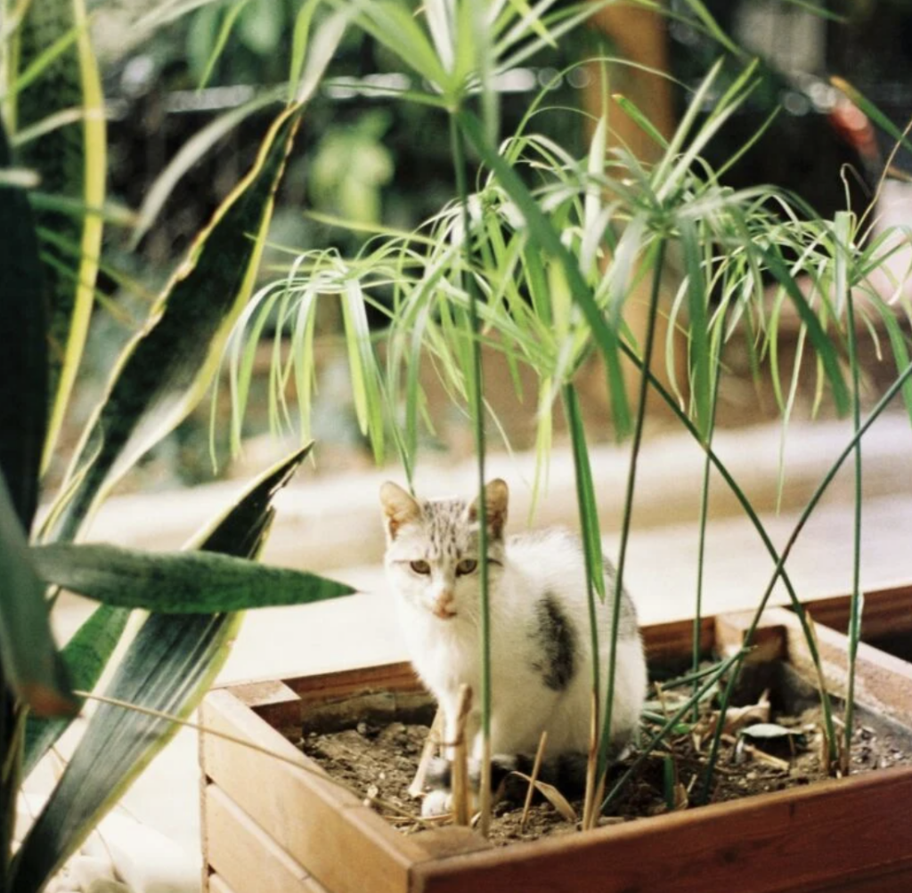 Solutions pour humidifier la pièce: plantes nécessitant un arrosage constant, comme le papyrus.